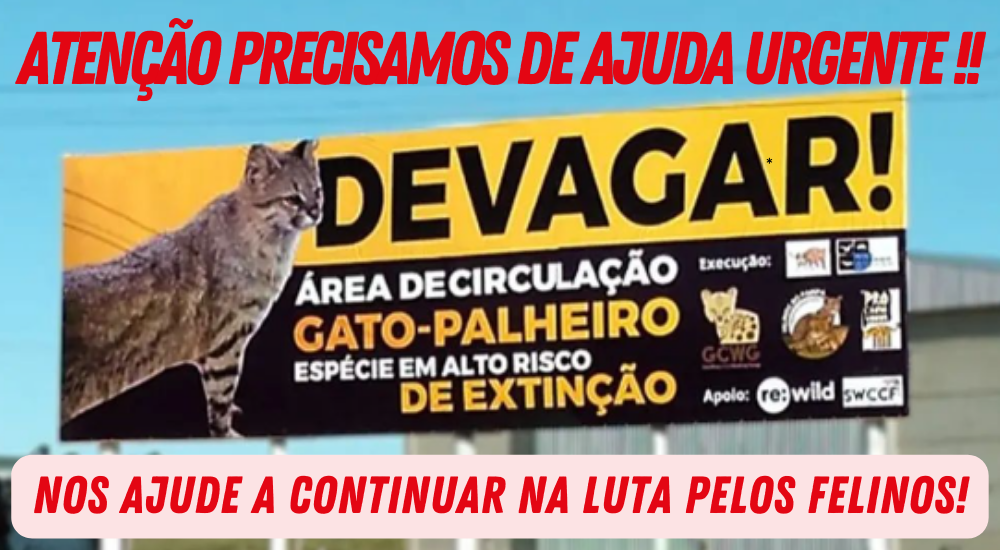 AJUDA URGENTE OUTDOOR FELINOS