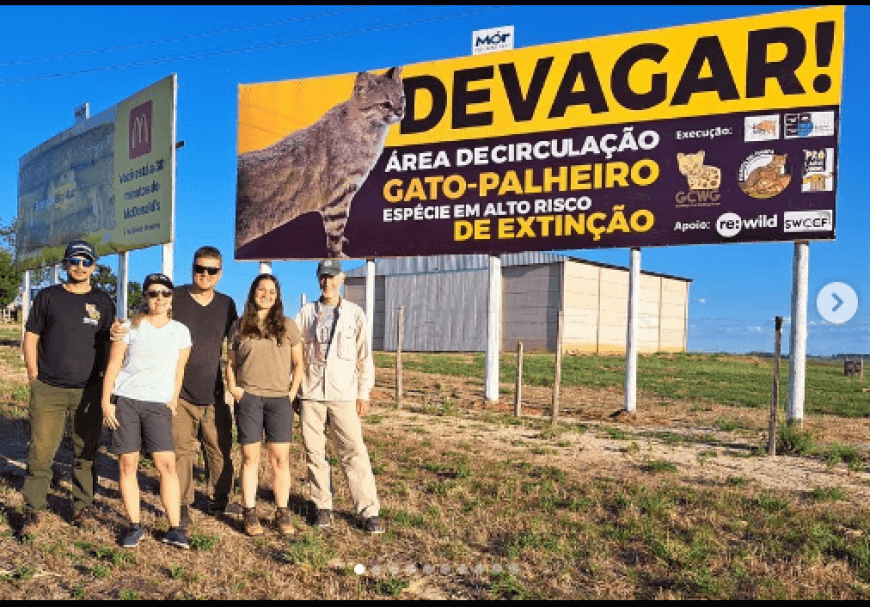 Outdoor de ALERTA RISCO DE EXTINÇÃO GATO PALHEIRO!